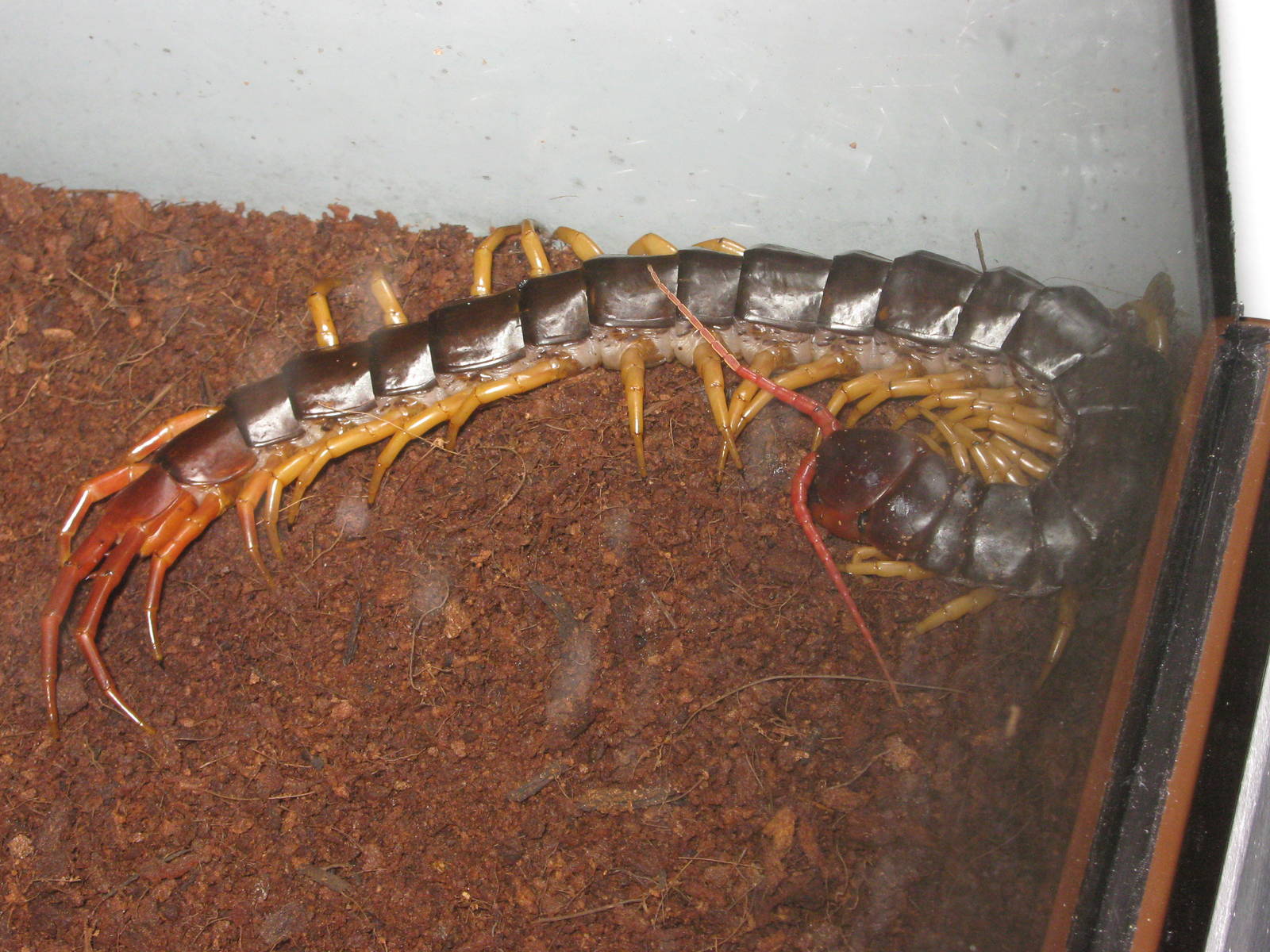 Vietnamese giant centipede (Scolopendra subspinipes dehaani)