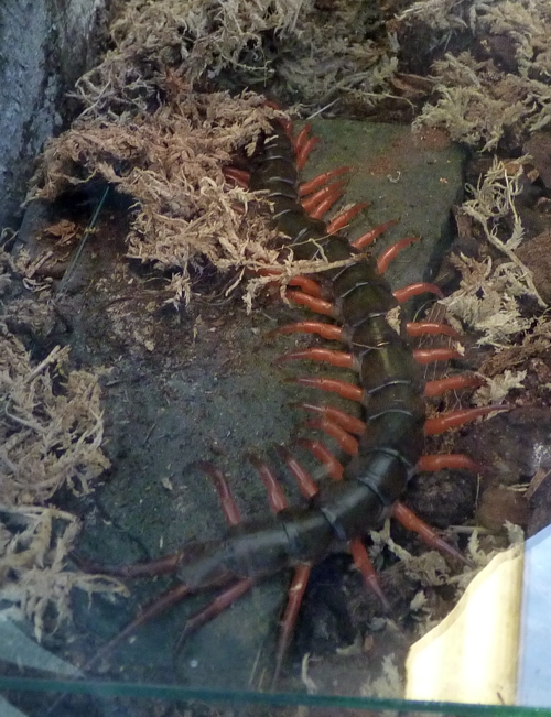Vietnamese giant centipede (Scolopendra subspinipes)