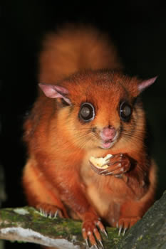 Vietnamese Giant Flying Squirrel, Night Safari