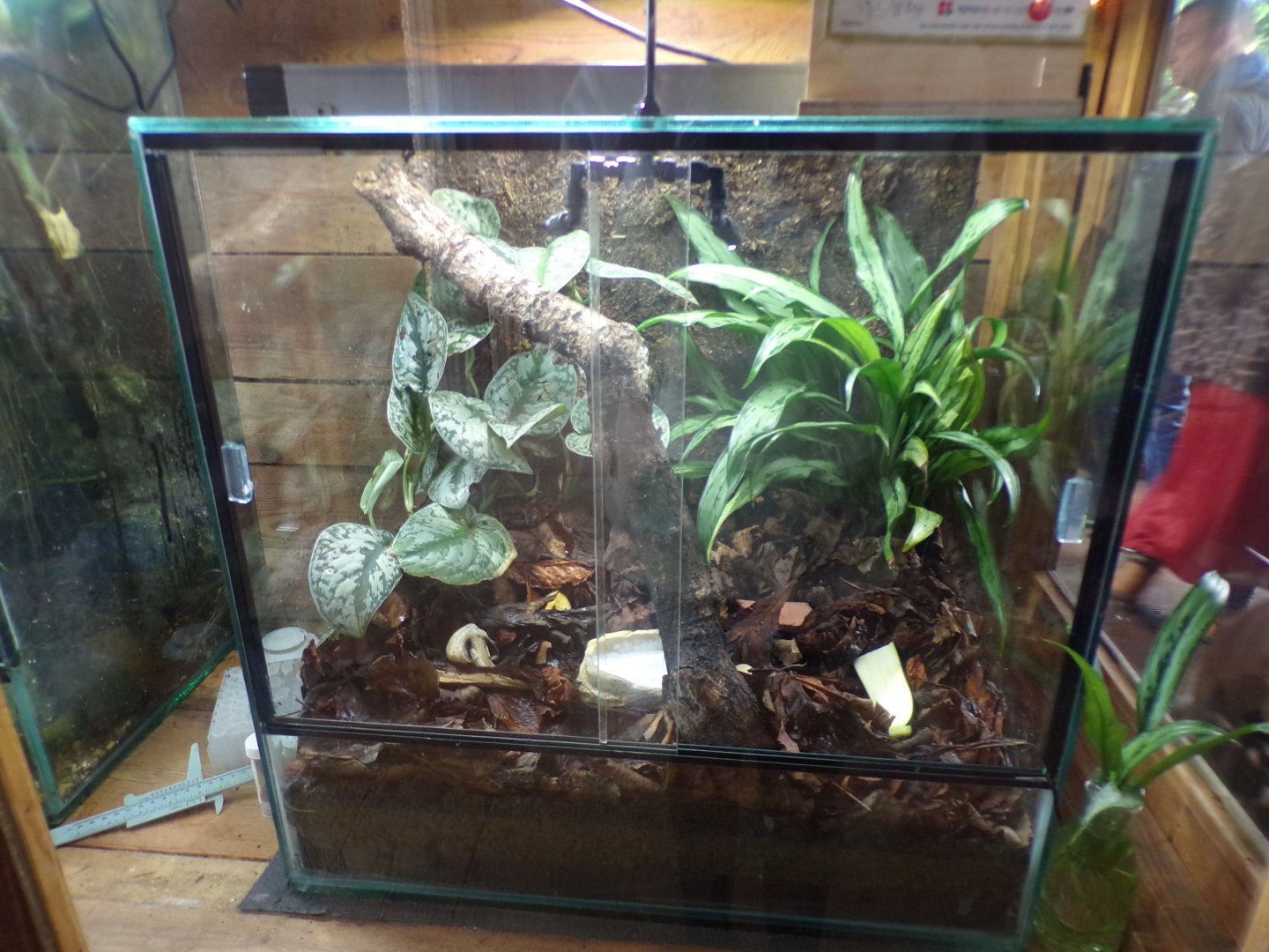 Vietnamese giant magnolia snail terrarium 29.6.24