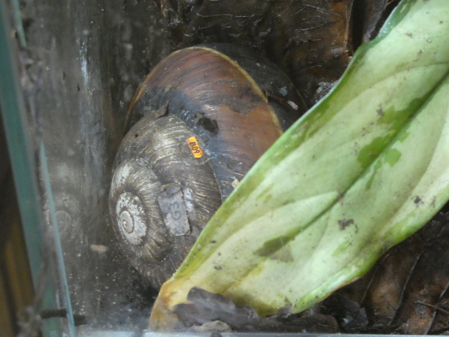 Vietnamese giant magnolia snail