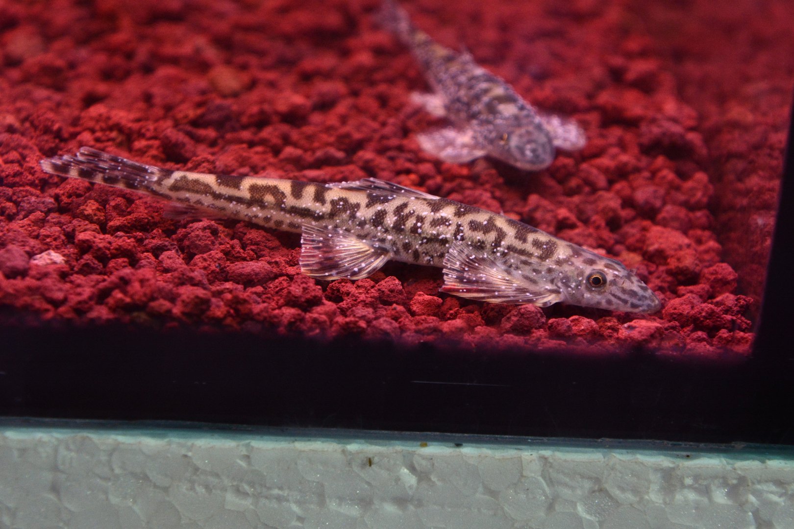 Vietnamese Giraffe Loach (Annamia sp. 'Vietnam')