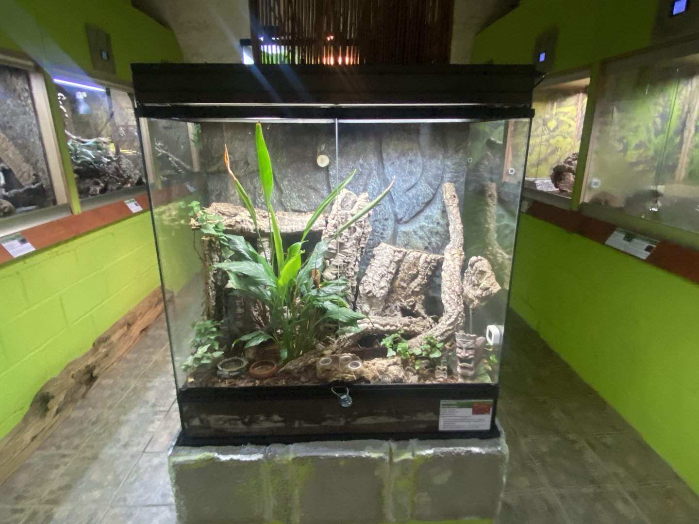 Vietnamese golden gecko exhibit - IOW Reptilarium 150923