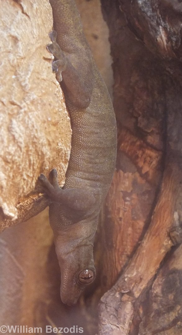 Vietnamese Golden Gecko - Wroclaw Zoo Terrarium