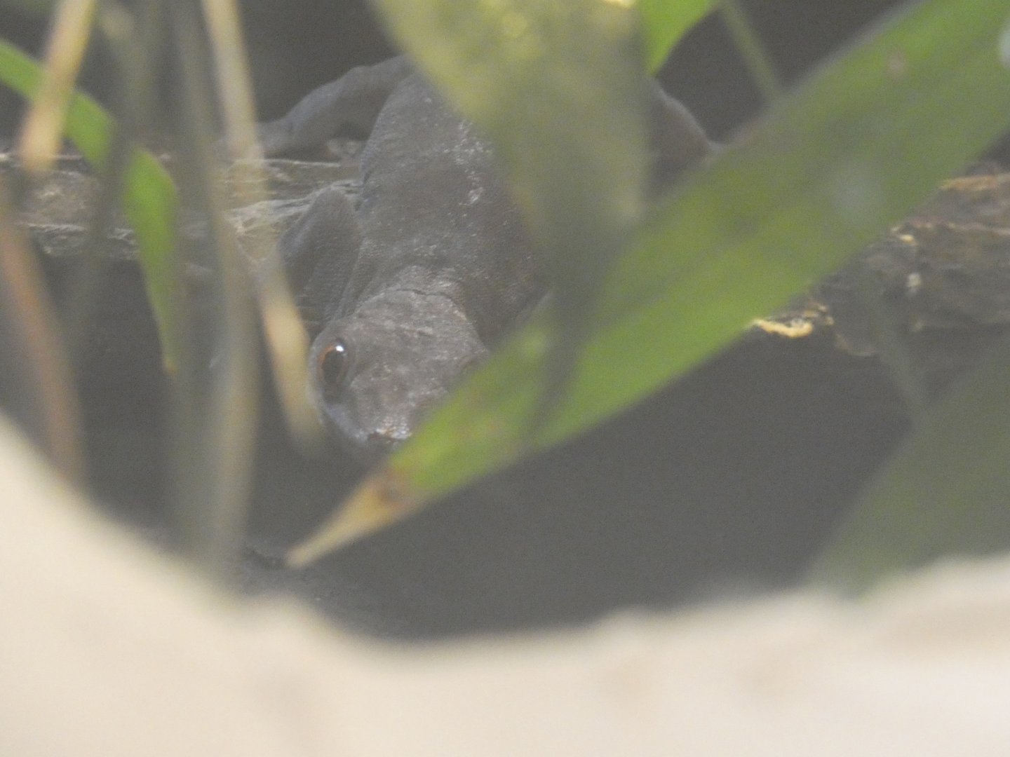 Vietnamese golden gecko