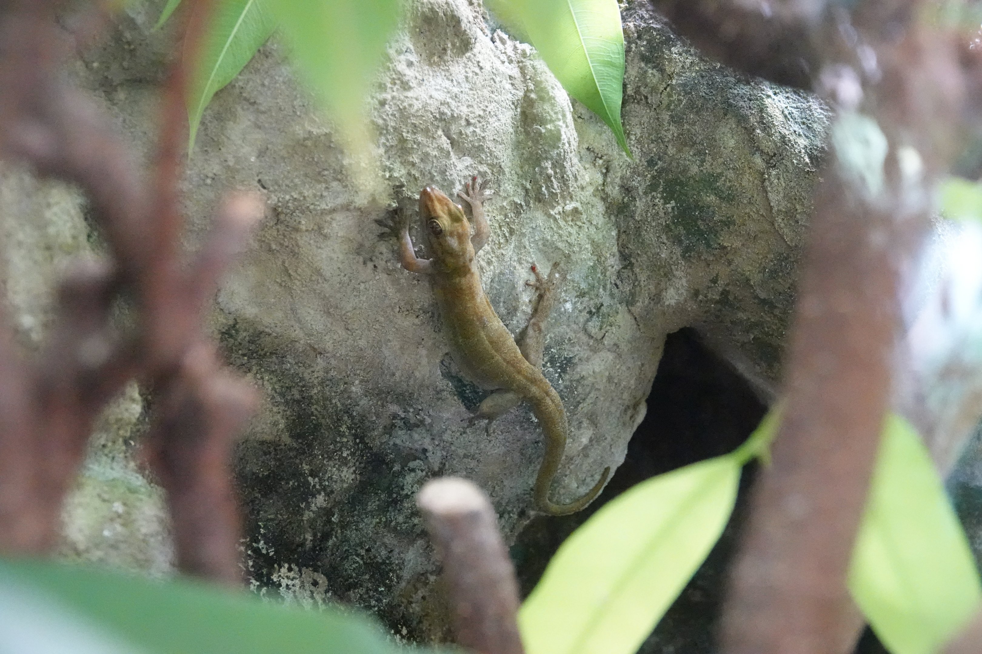 Vietnamese golden gecko
