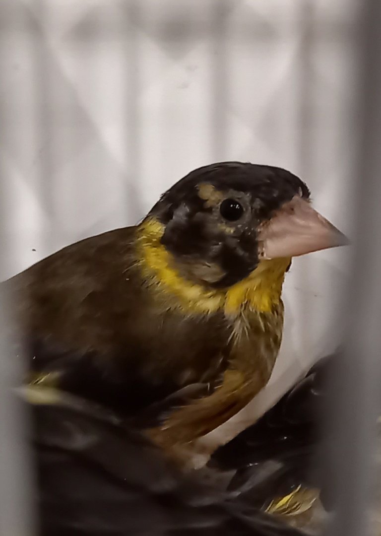 Vietnamese greenfinch - Chloris monguilloti