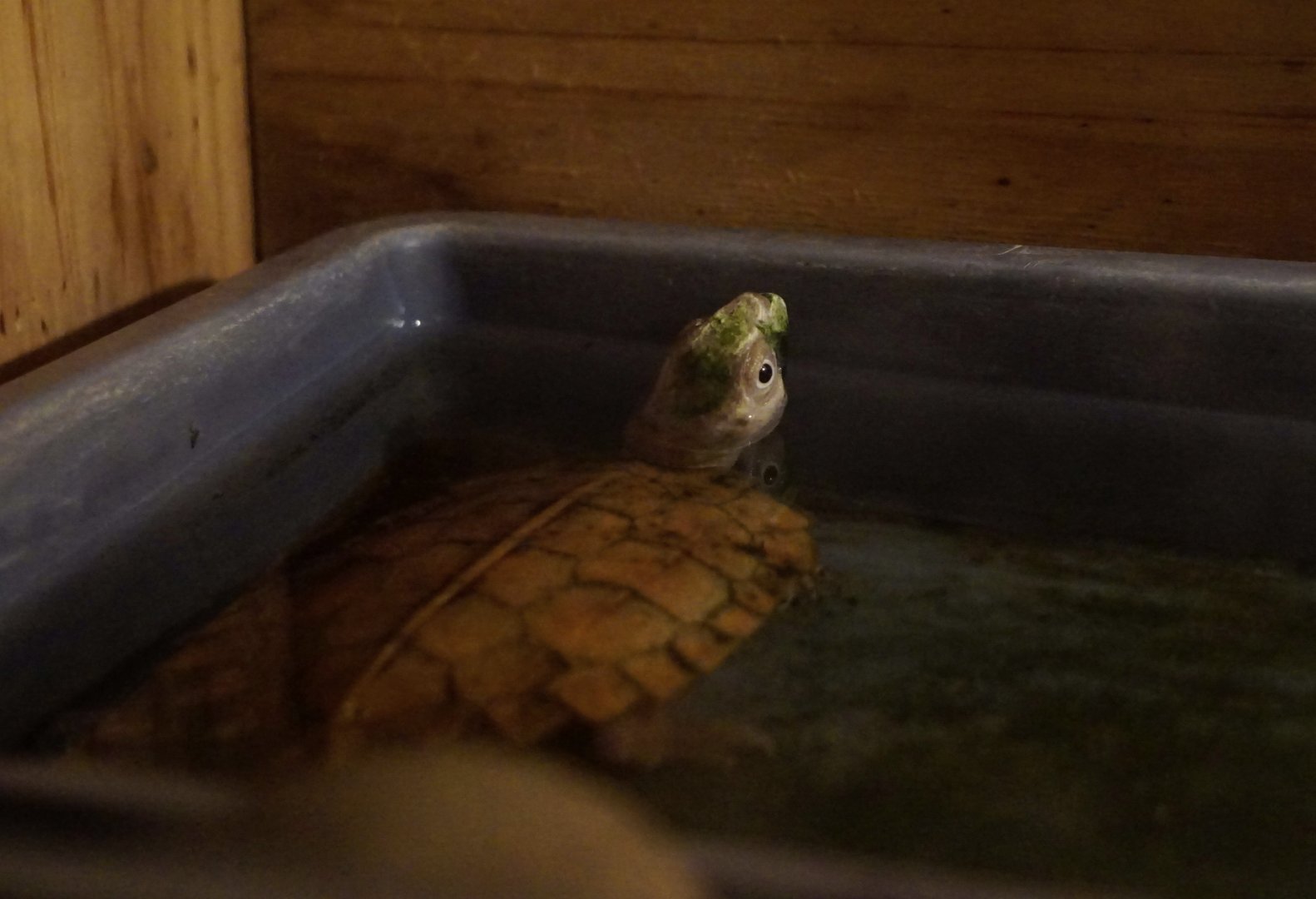 Vietnamese leaf turtle