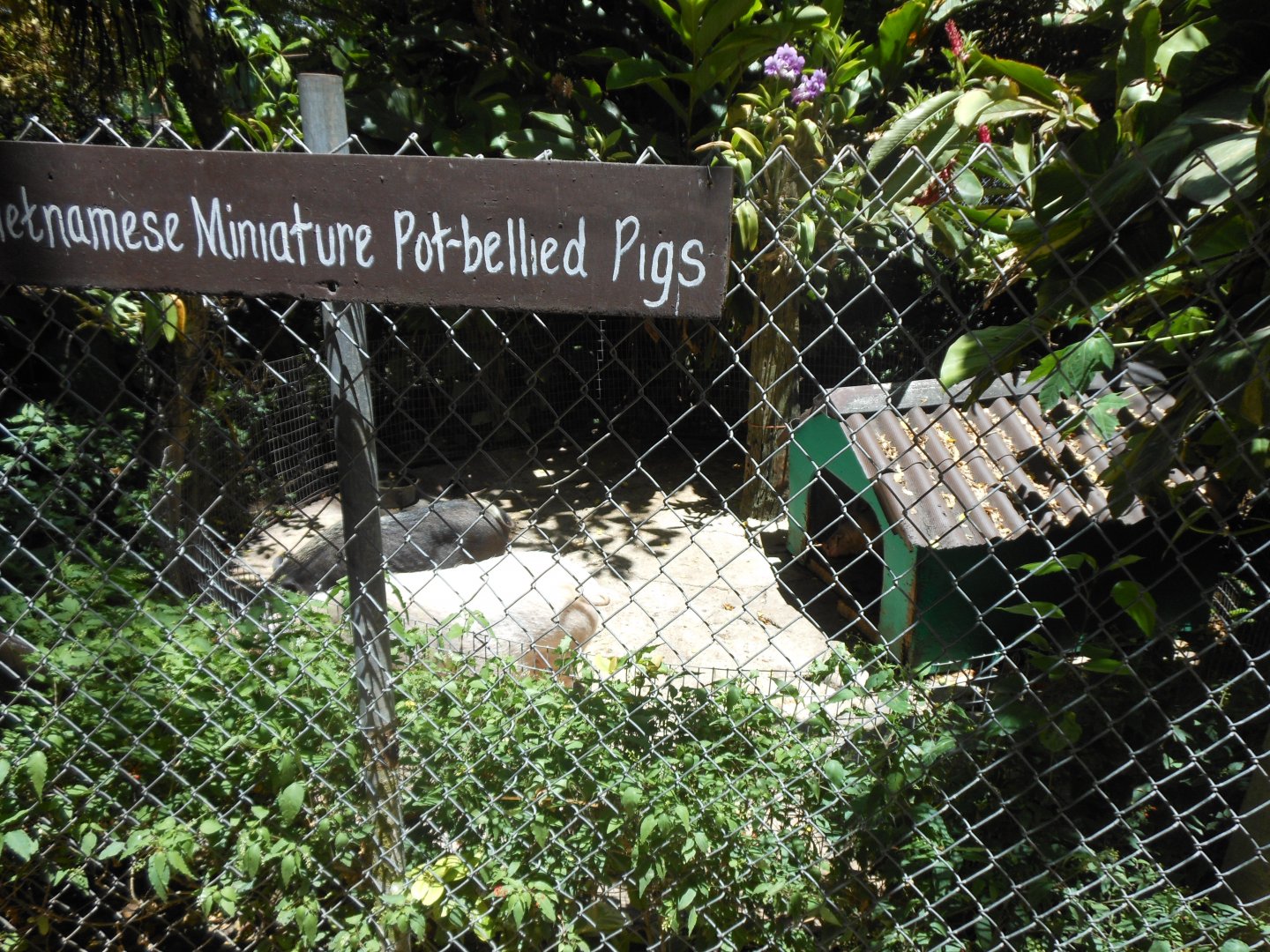 Vietnamese Miniature Pot-bellied Pig