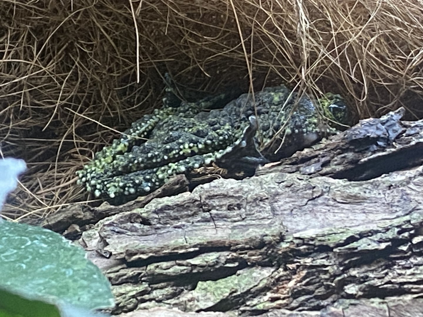 Vietnamese mossy frog 040824