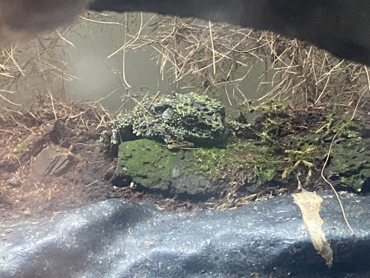 Vietnamese mossy frog 280425