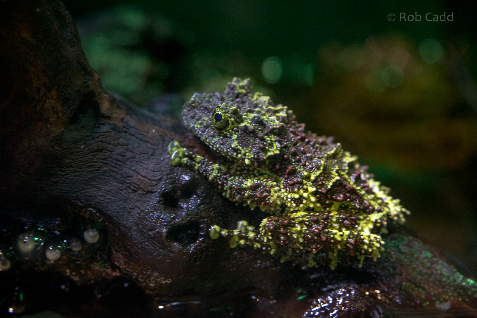 Vietnamese mossy frog : Cotswold WP : 21 Apr 2017