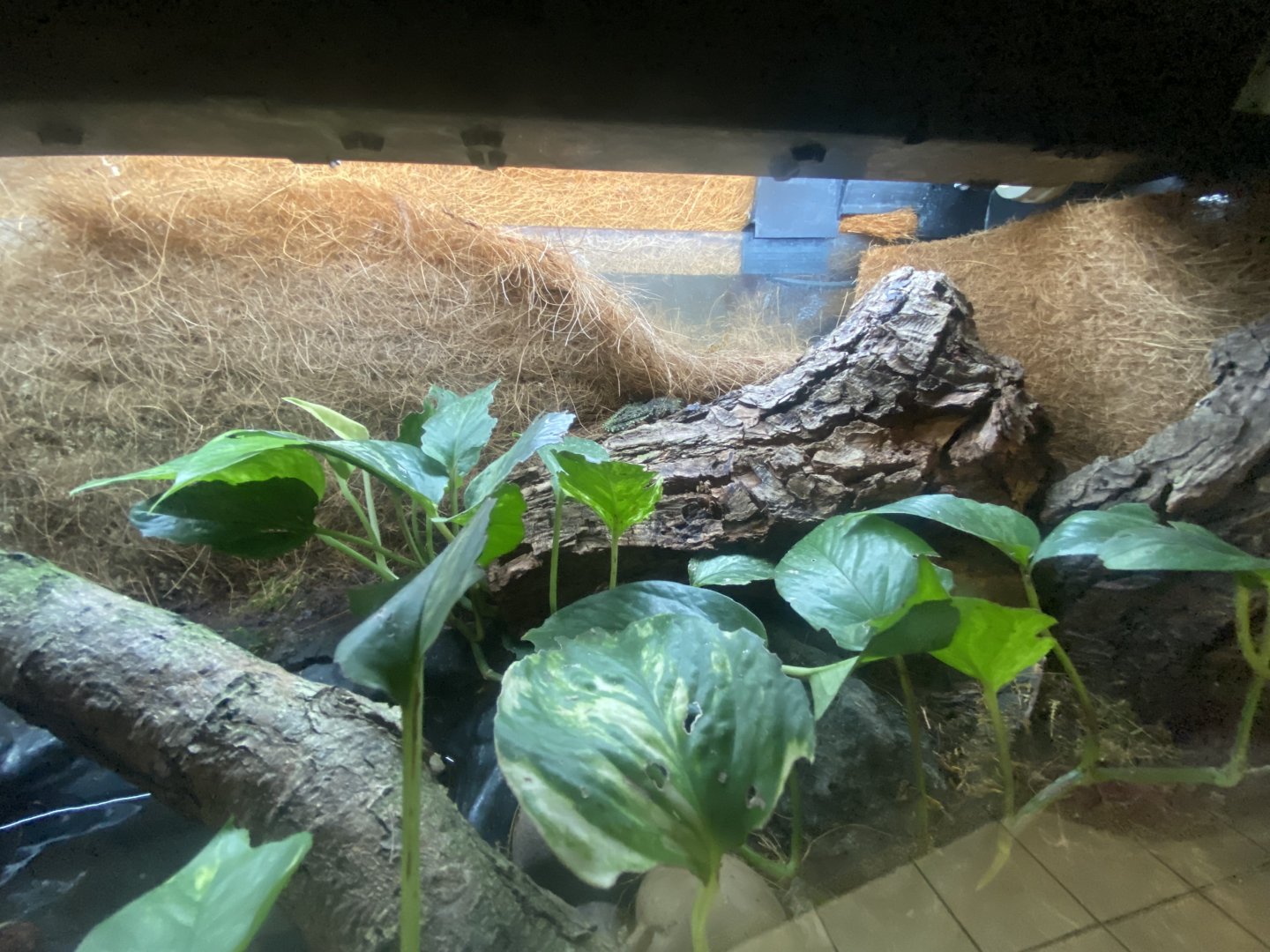 Vietnamese mossy frog exhibit 040824