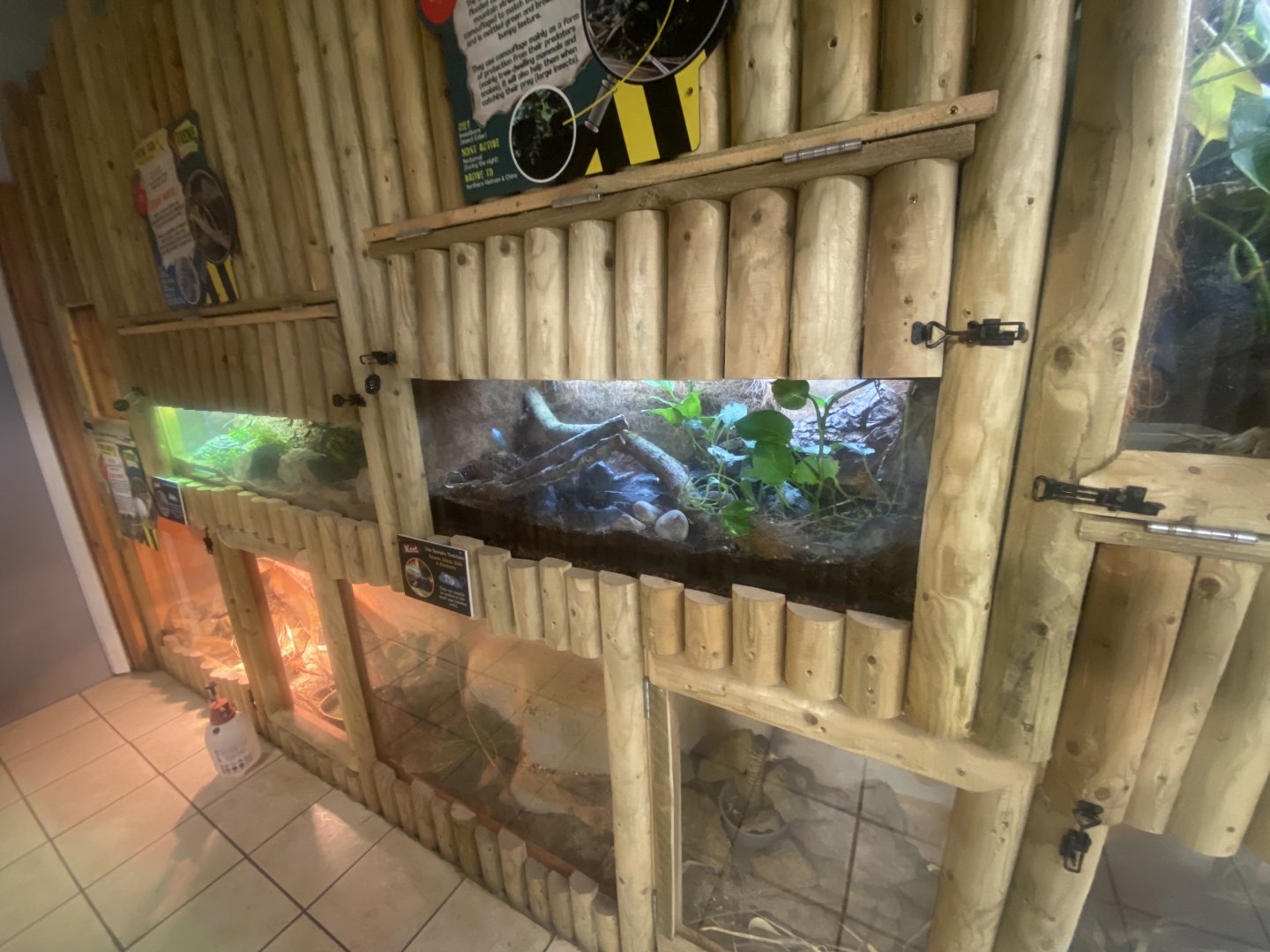 Vietnamese mossy frog exhibit 280425