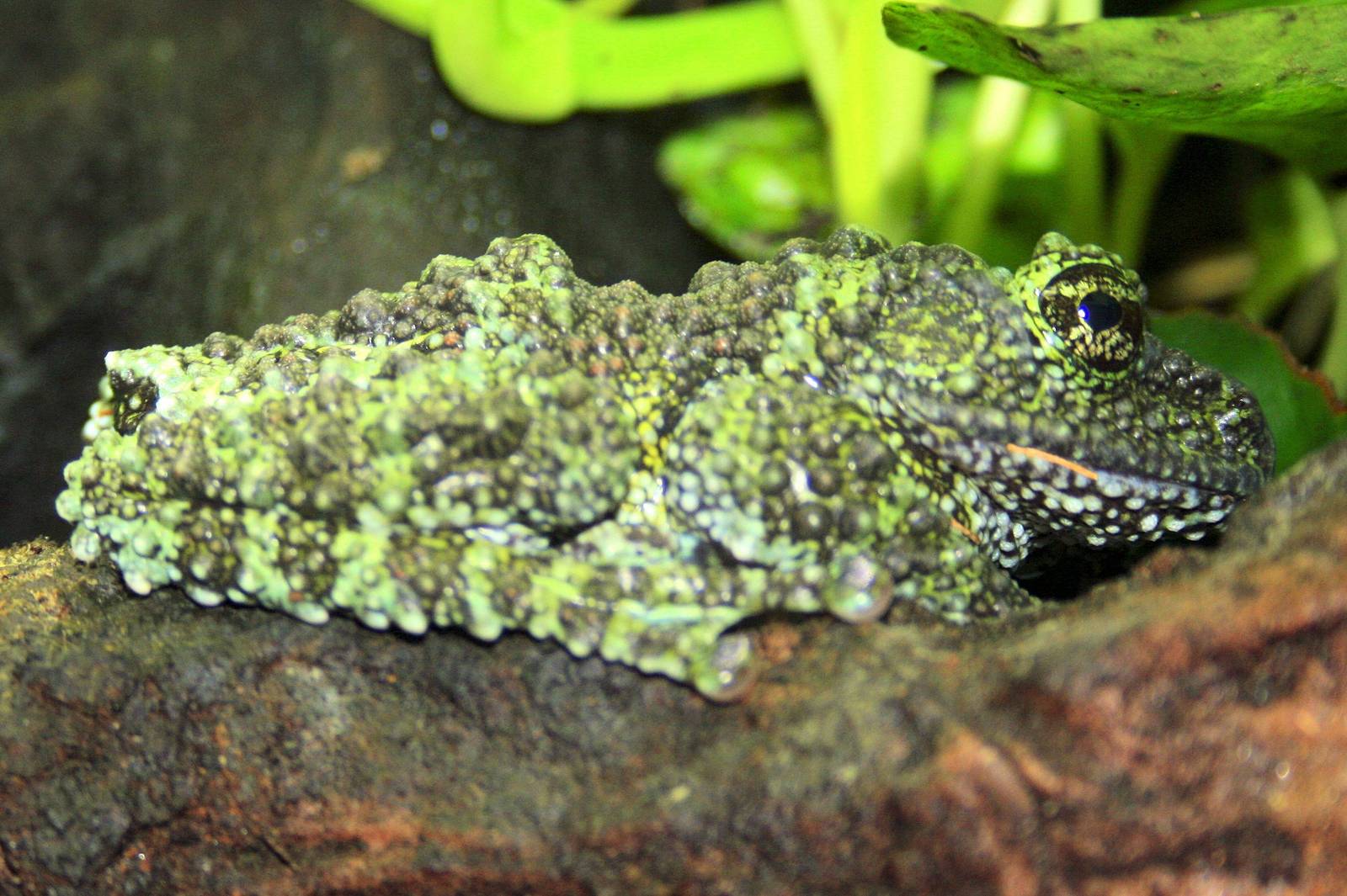 Vietnamese mossy frog; London Zoo; 12th January 2014