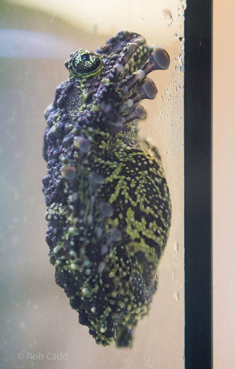 Vietnamese mossy frog : Paignton : 23 Sep 2015