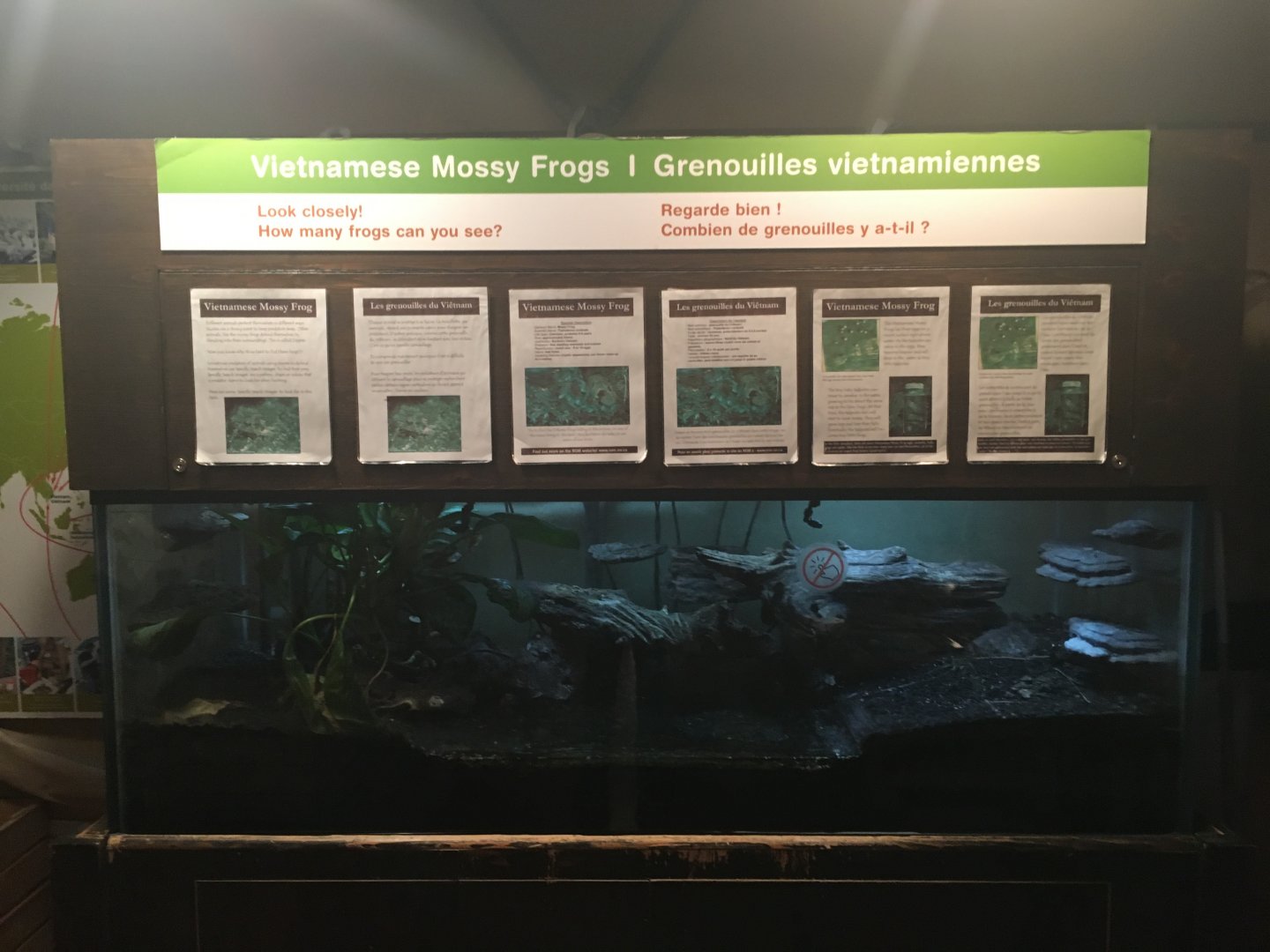 Vietnamese Mossy Frog - Royal Ontario Museum