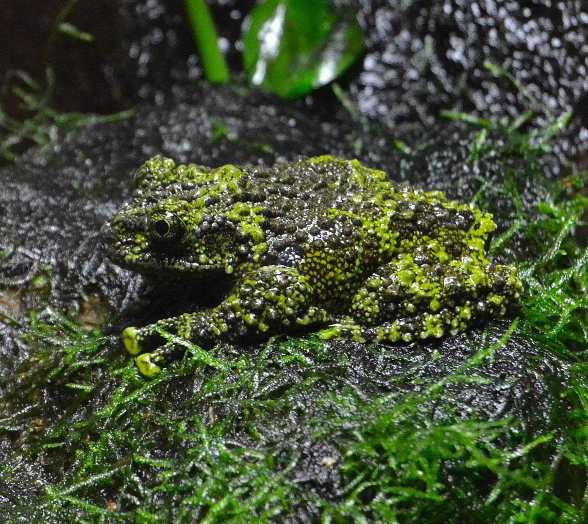 Vietnamese Mossy Frog - September 2016