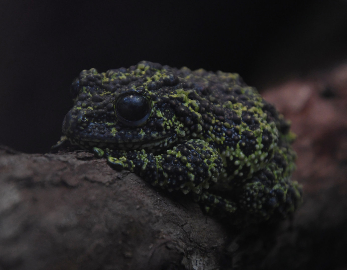 Vietnamese Mossy Frog - The Swamp