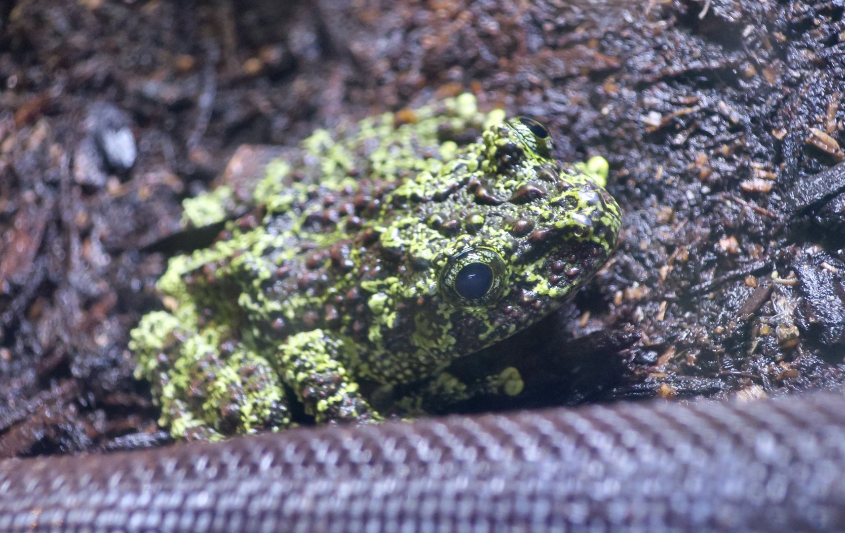 Vietnamese Mossy Frog (Theloderma corticale)