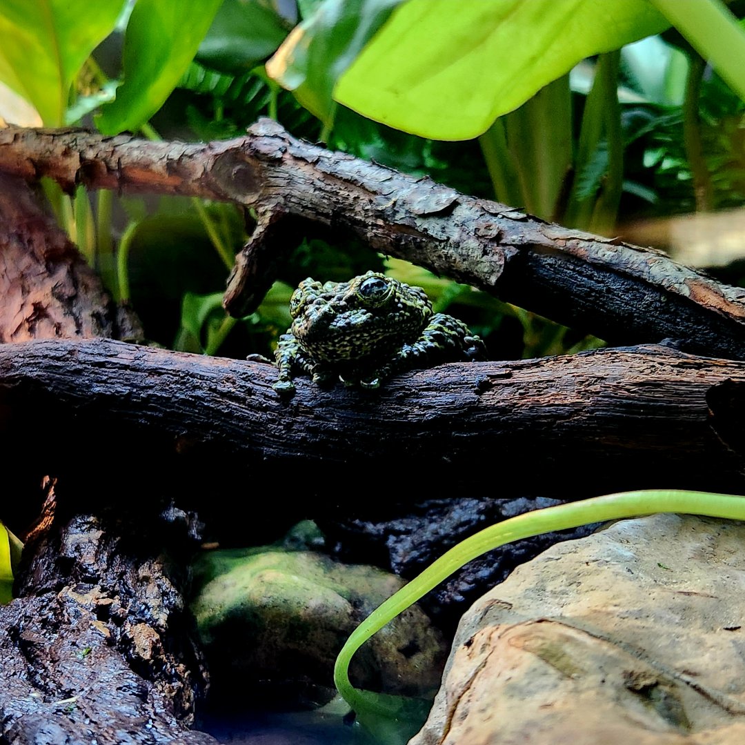 Vietnamese Mossy Frog (Theloderma corticale)