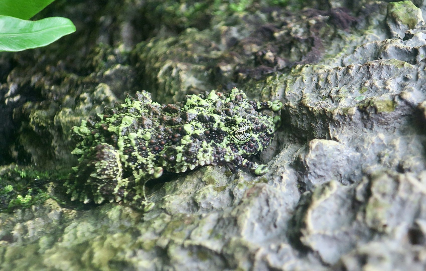 Vietnamese Mossy Frog (Theloderma corticale)