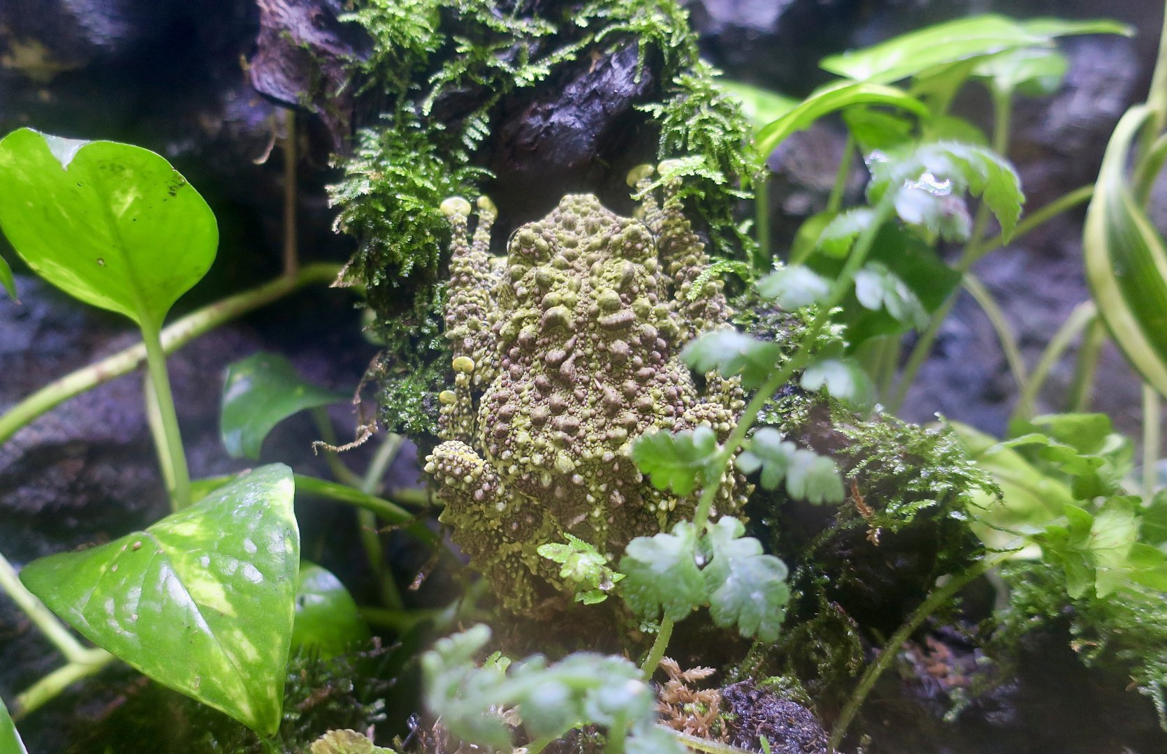 Vietnamese Mossy Frog (Theloderma corticale)