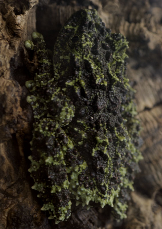 Vietnamese mossy frog