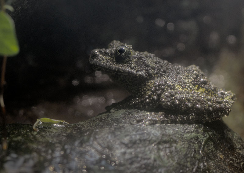 Vietnamese mossy frog