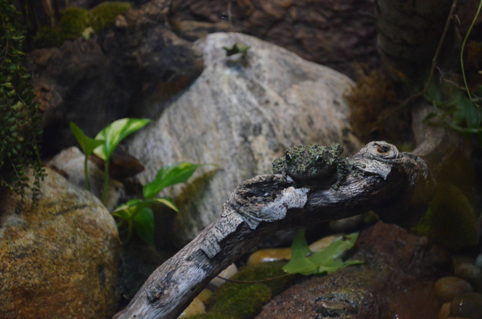 VIETNAMESE MOSSY FROG