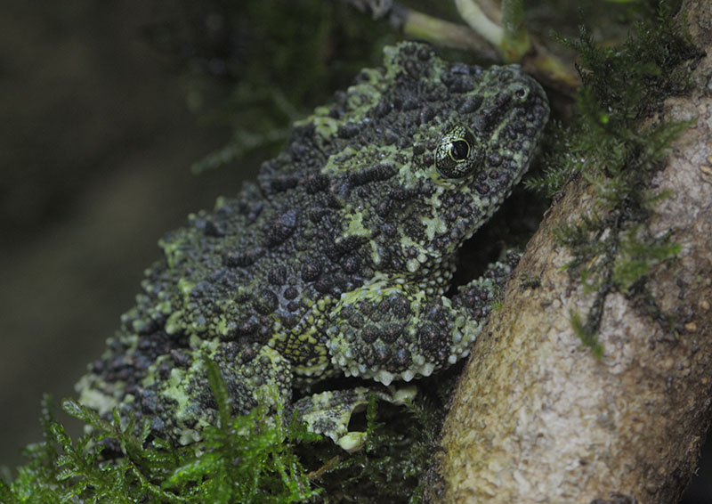 Vietnamese mossy frog