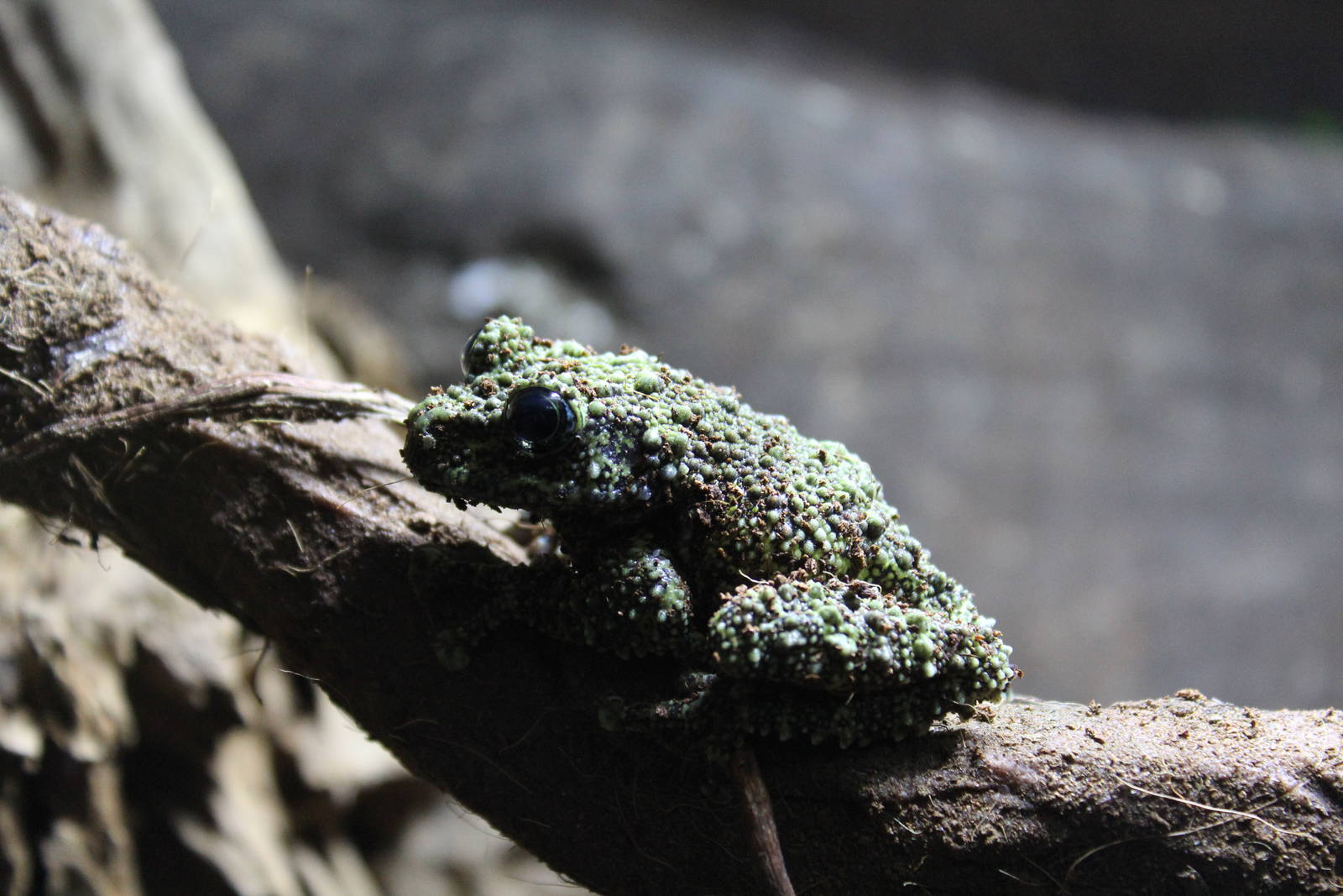 Vietnamese Mossy Frog