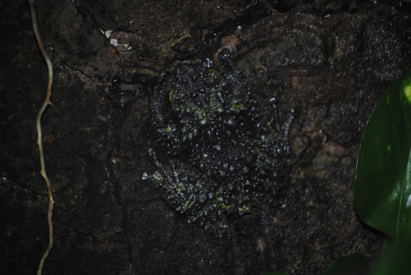 Vietnamese Mossy Frog