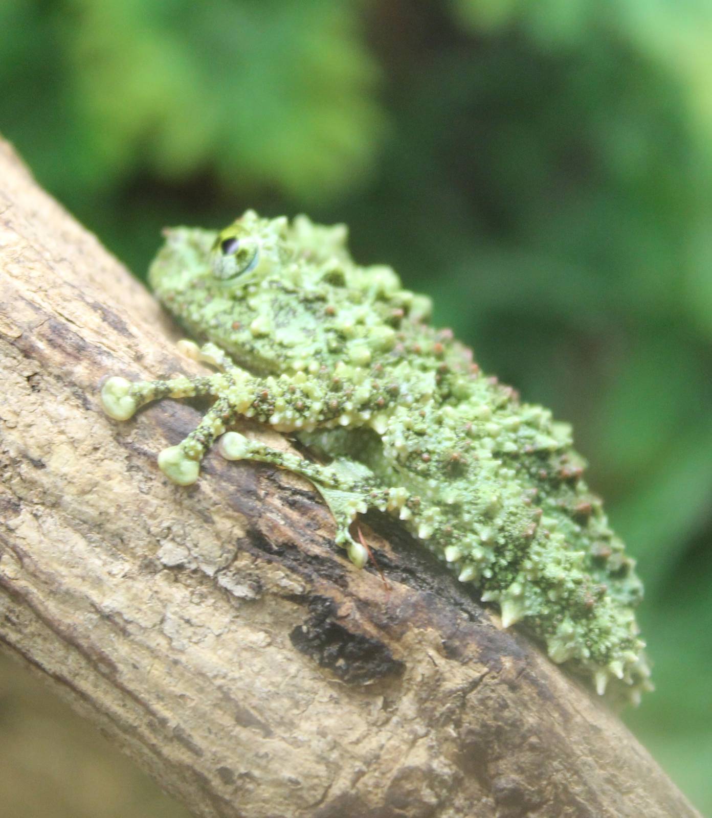 Vietnamese mossy frog