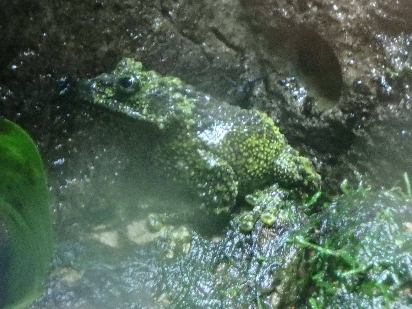 Vietnamese mossy frog