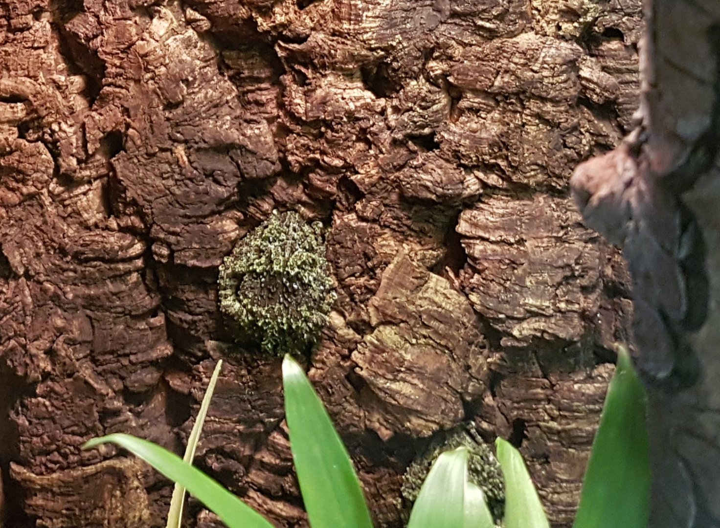 Vietnamese mossy frog