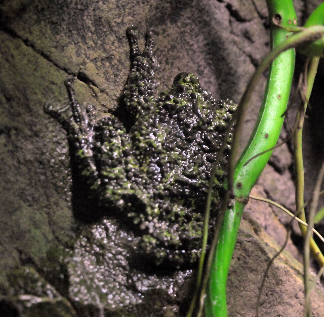 Vietnamese mossy frog