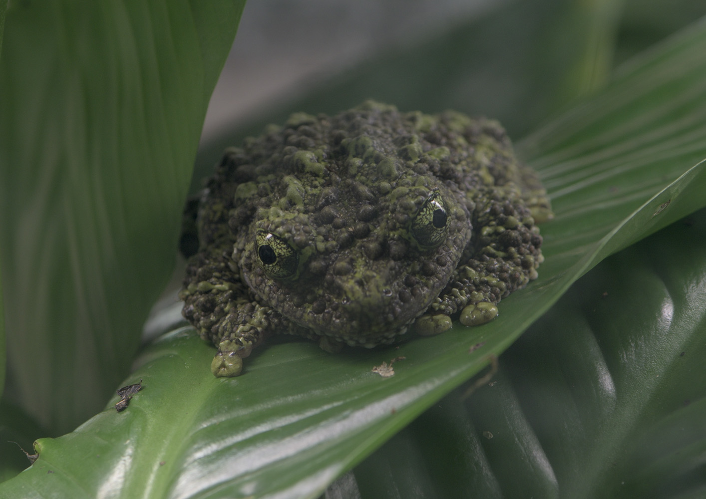 Vietnamese mossy frog