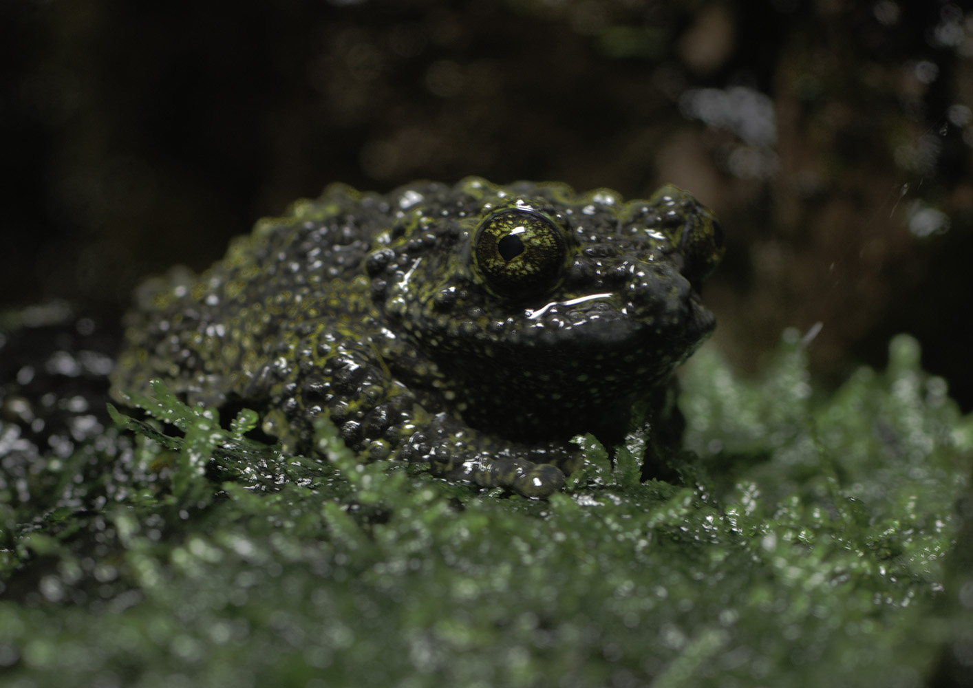 Vietnamese mossy frog