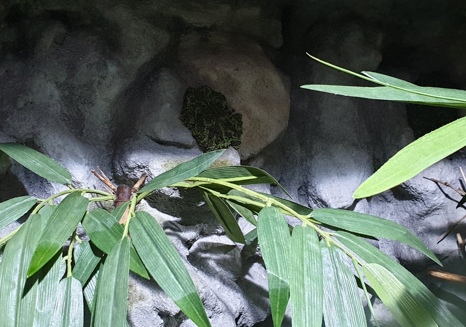 Vietnamese mossy frog