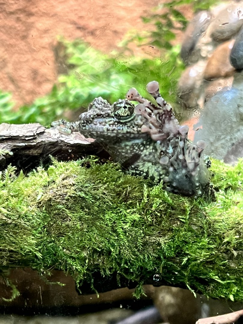 Vietnamese mossy frog