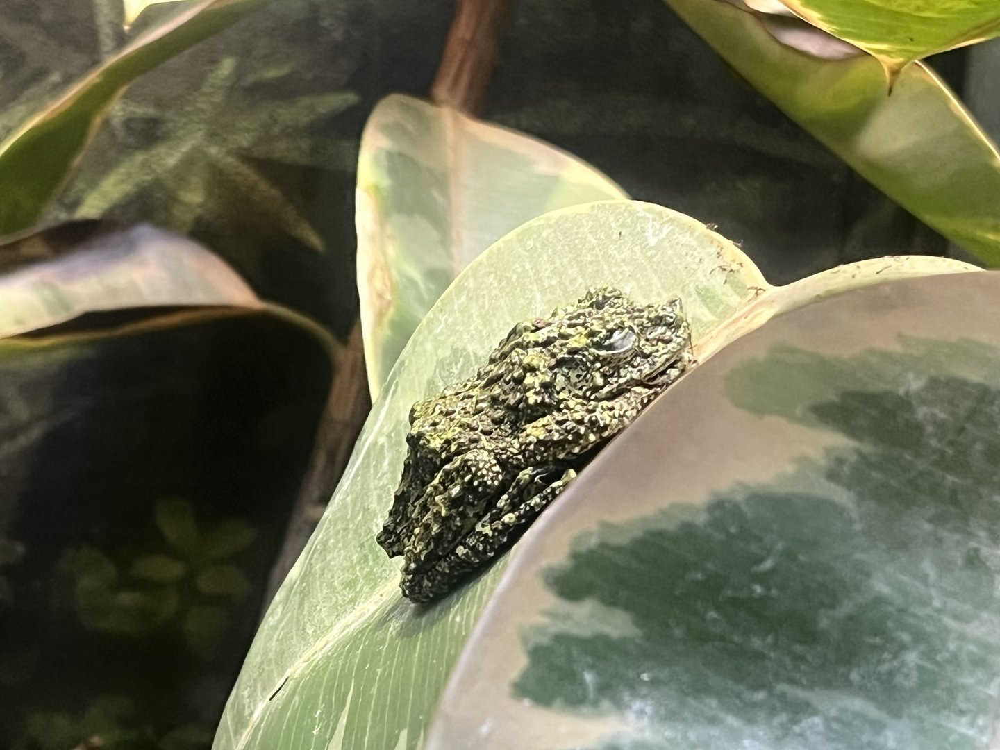 Vietnamese Mossy Frog