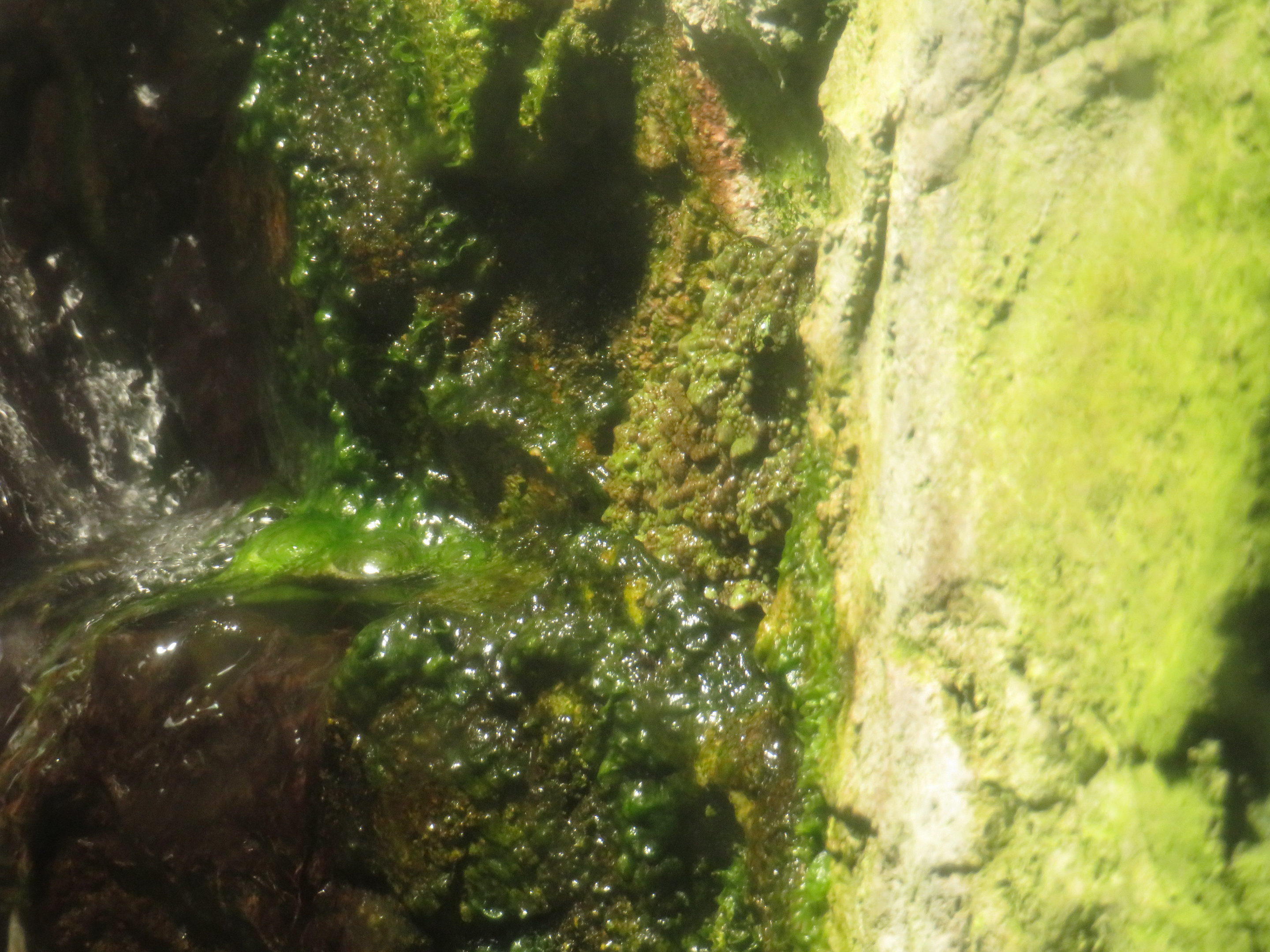 Vietnamese Mossy Frog