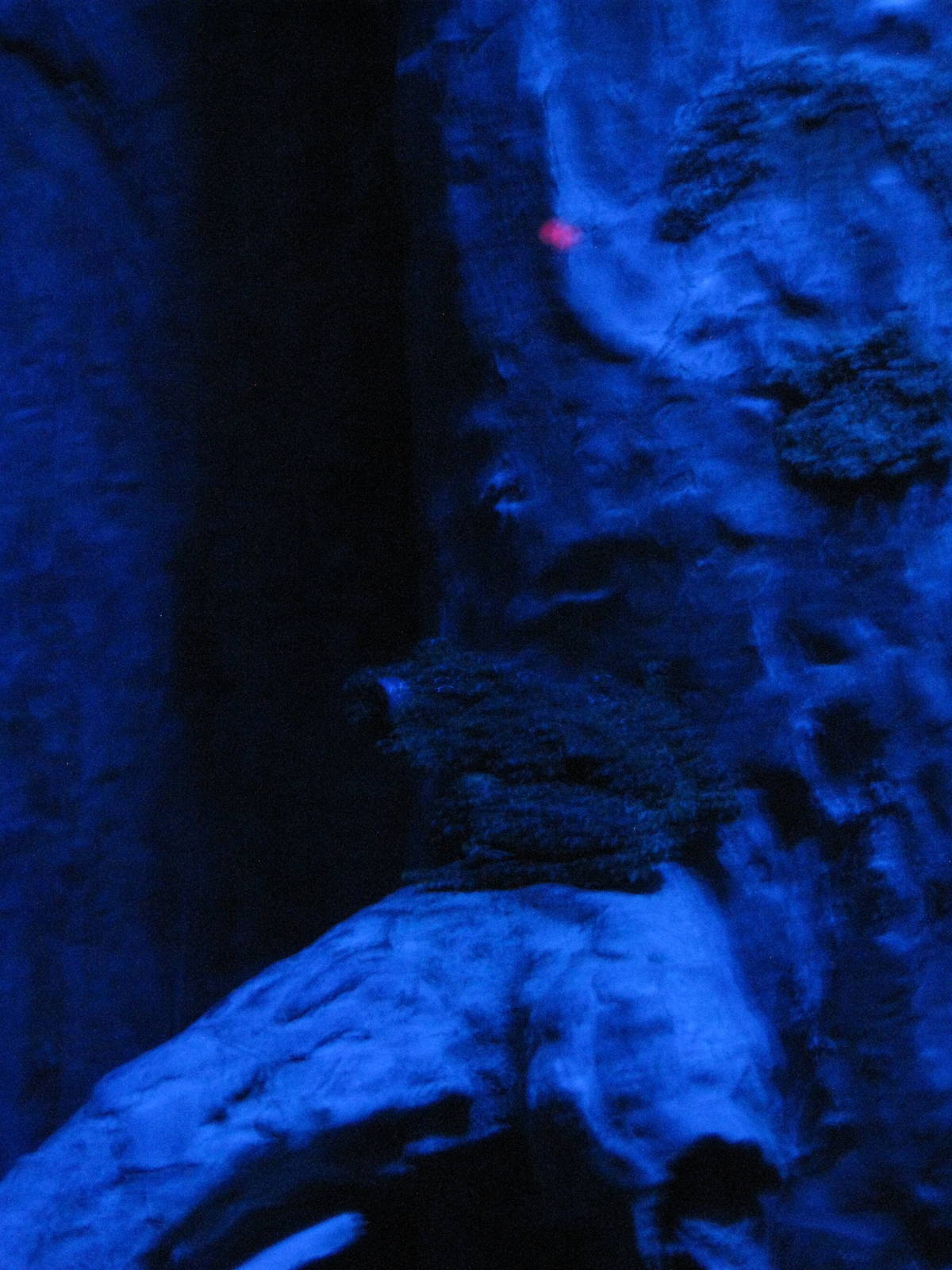 Vietnamese Mossy Frog