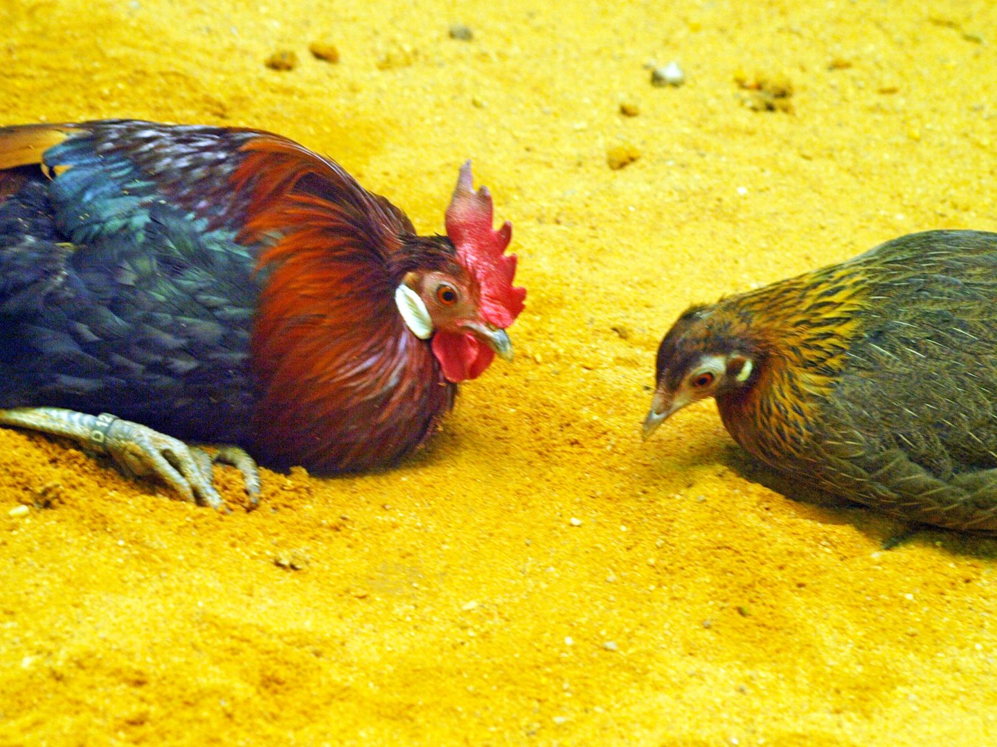 Vietnamese or Cochin-Chinese red junglefowl?