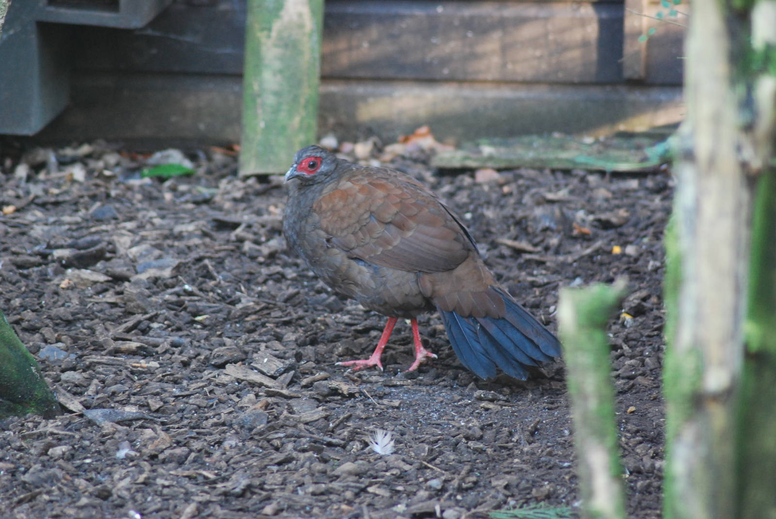 VIETNAMESE OR EDWARDS PHEASANT HEN