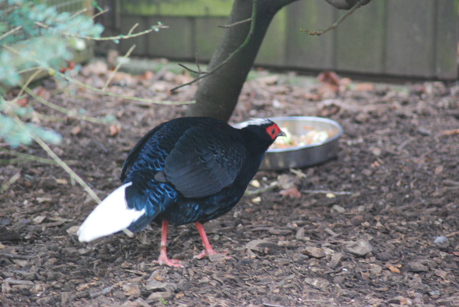 VIETNAMESE OR EDWARDS PHEASANT