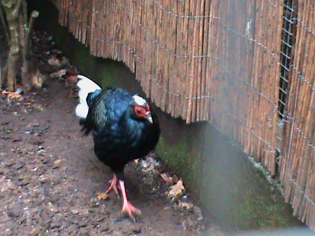 Vietnamese pheasant 121210