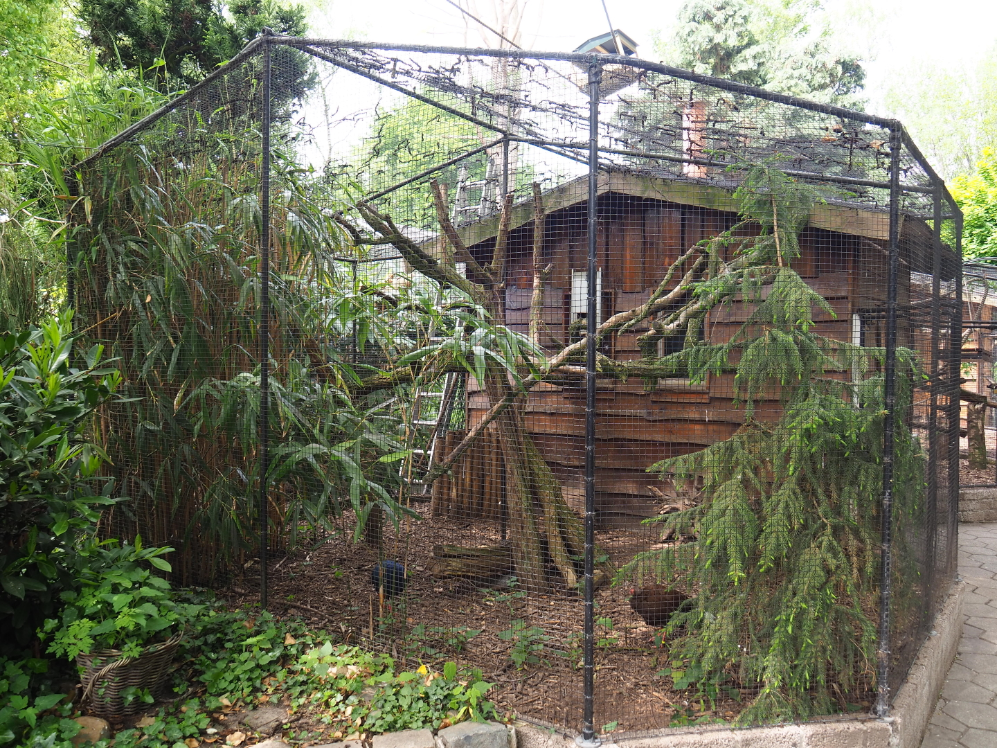 Vietnamese pheasant and cotton-top tamarin exhibit, 2019-05-25