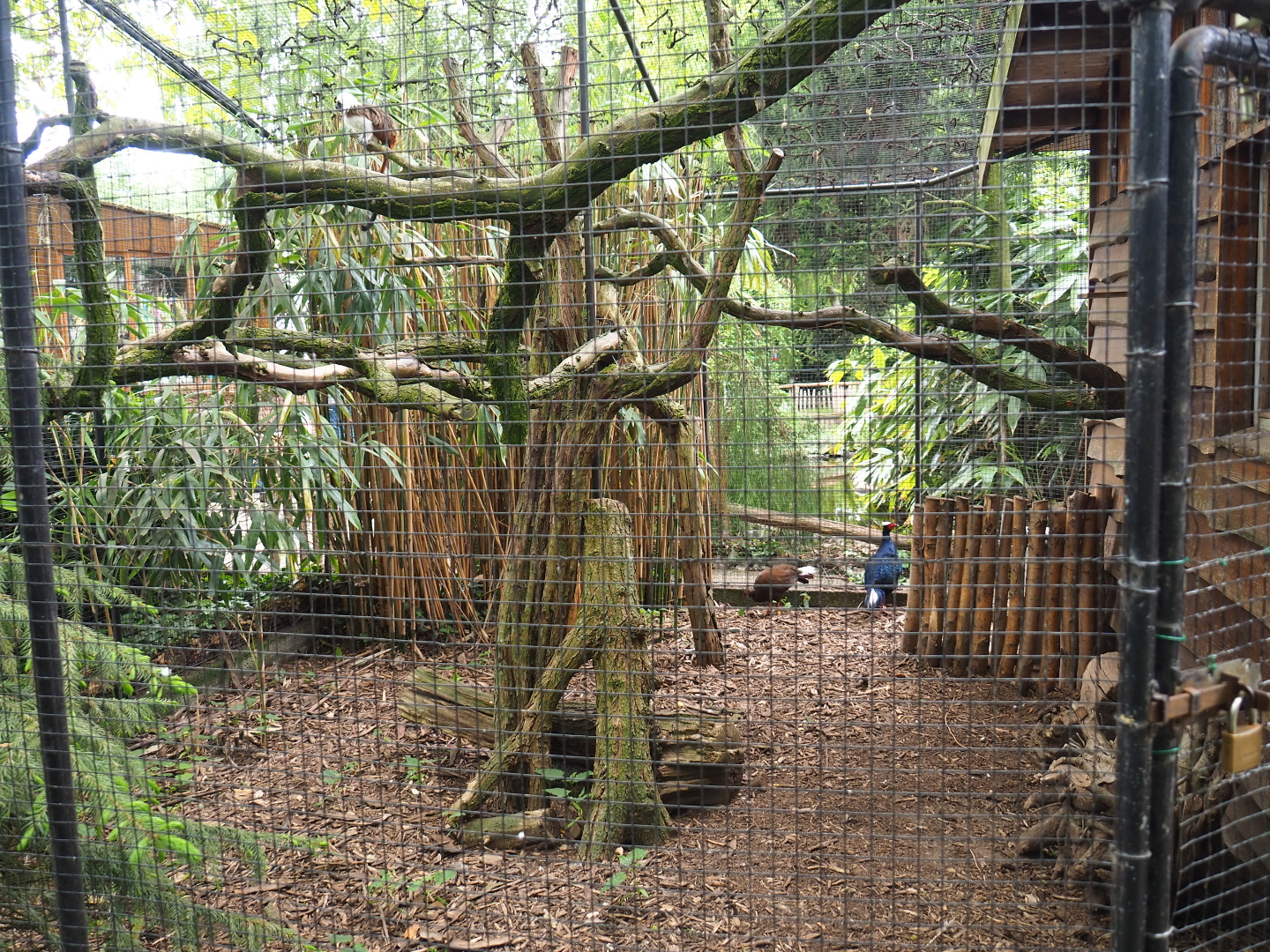 Vietnamese pheasant and Cotton-top tamarin exhibit, 2019-05-25